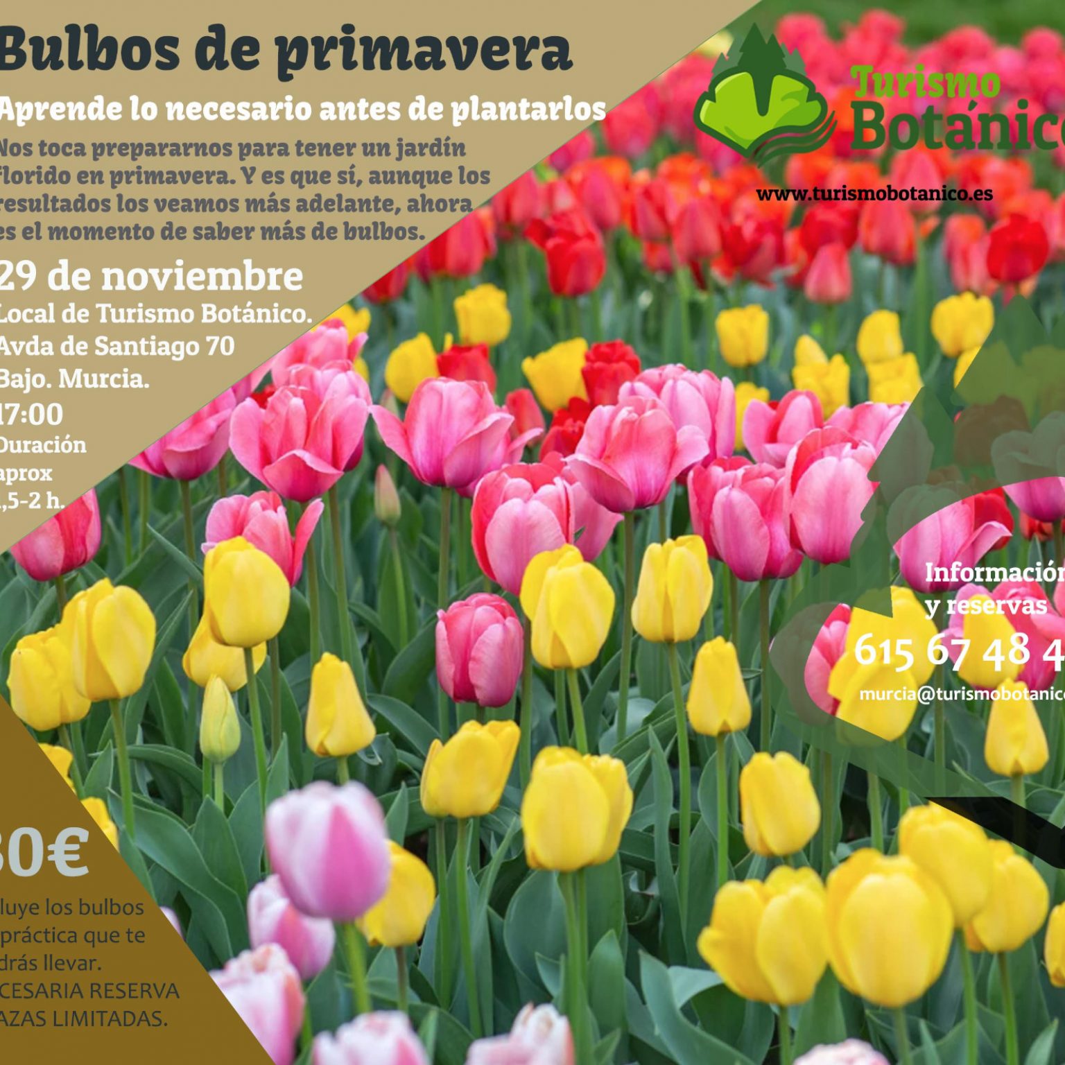 MURCIA: Taller sobre bulbos de primavera | 29 de noviembre 2025