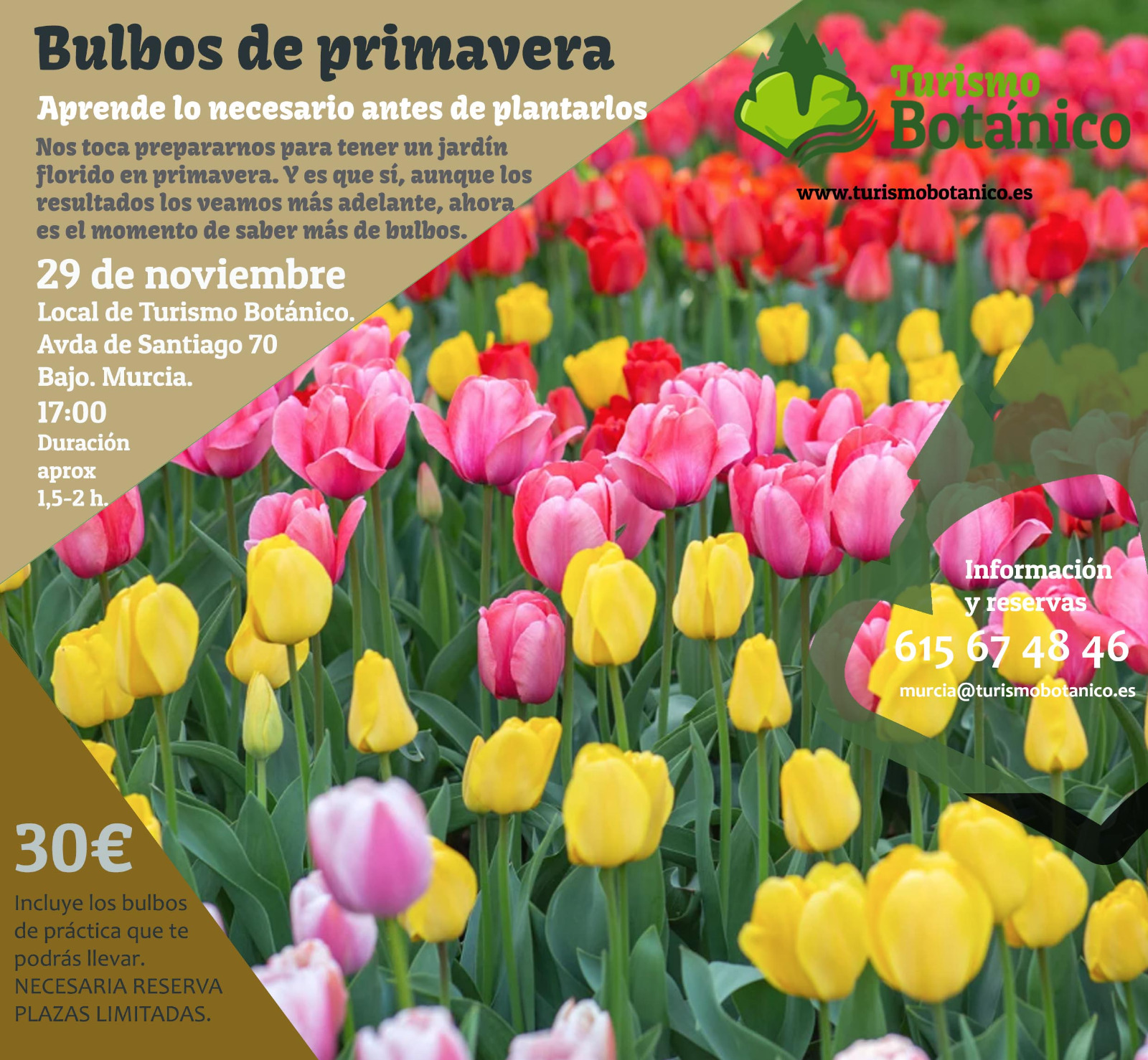 MURCIA: Taller sobre bulbos de primavera | 29 de noviembre 2025