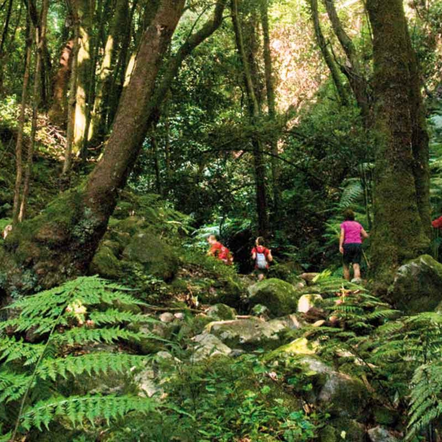 La Palma: Carnaval de biodiversidad | Del 23 de Febrero al 1 de Marzo 2026