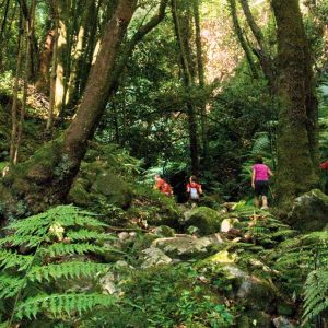 La Palma: Carnaval de biodiversidad | Del 23 de Febrero al 1 de Marzo 2026